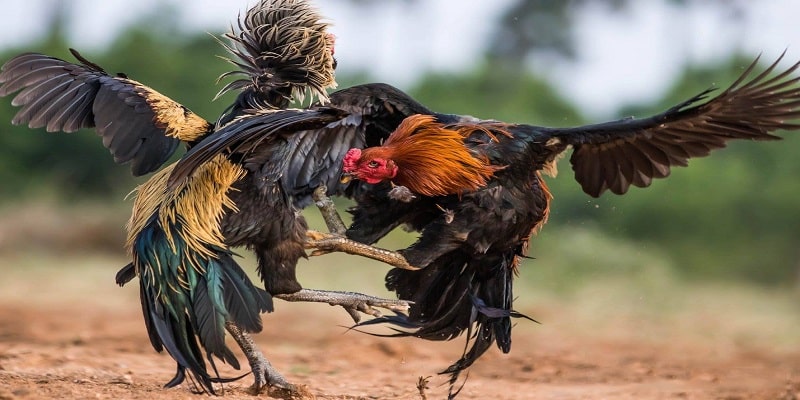 Tổng quan về kiểu đá gà cựa dao 